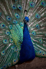 Peacock with a thick colored tail