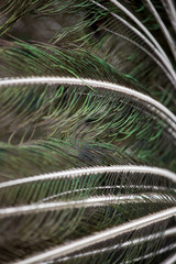 Peacock tail feathers