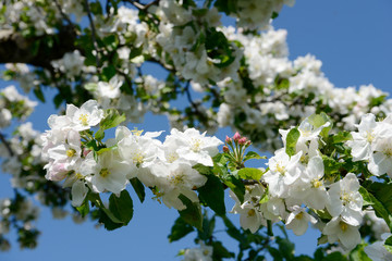 apple blossom on the apple tree in orchard in front of blue sky