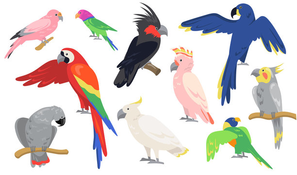 Colorful parrots set. Tropical exotic birds sitting on branch or flying, red or blue macaw, pink cockatoo. Isolated illustrations for jungle wildlife, Caribbean islands fauna concept