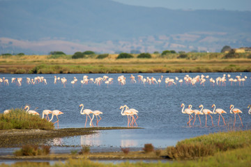 Italy Tuscany maremma Castiglione della Pescaia, natural reserve of Diaccia Botrona, colony of...