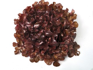 Red oak leaf salad on white background