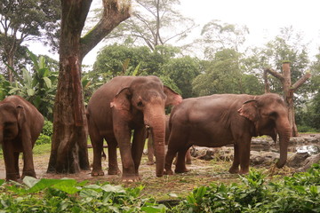 Fototapeta na wymiar Elephants in the safari.