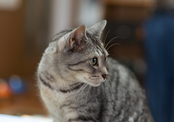 見つめる猫　　サバトラ猫