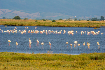 Italy Tuscany maremma Castiglione della Pescaia, natural reserve of Diaccia Botrona, colony of flamingos
