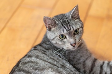 見つめる猫　　サバトラ猫