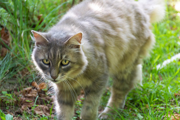 Naklejka na ściany i meble beautiful fluffy female cat walking on the green grass