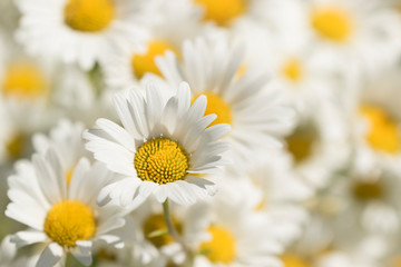 Bright white Dog daisy, Leucanthemum vulgare blooming in abundance on the meadow in Estonian nature