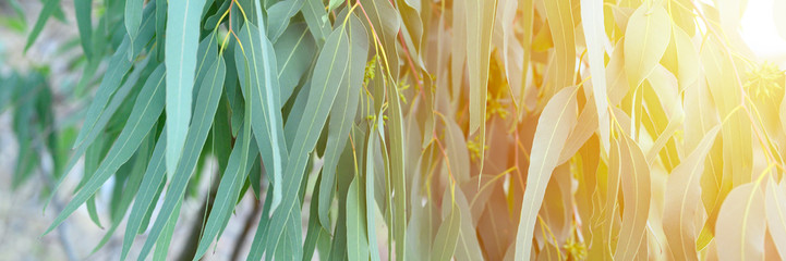 eucalyptus leaves. branch eucalyptus tree nature outdoor background. banner. flare © Ksenia