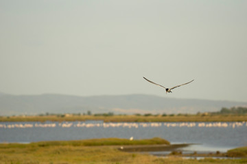 Italy Tuscany Maremma Castiglione della Pescaia, Diaccia Botrona nature reserve, tern in flight