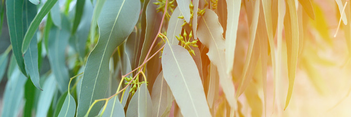 eucalyptus leaves. branch eucalyptus tree nature outdoor background. banner. flare © Ksenia