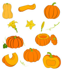 orange pumpkin with black outline whole and slices isolated on white. illustration of ripe squash and pumpkin flowers.