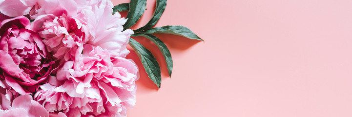Fototapeta premium peonies bouquet flowers in full bloom vibrant pink color isolated on pale pink background. flat lay, top view, space for text. banner