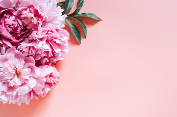 peonies bouquet flowers in full bloom vibrant pink color isolated on pale pink background. flat lay, top view, space for text