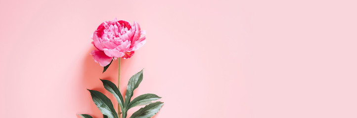 one peony flower in full bloom vibrant pink color isolated on pale pink background. flat lay, top view, space for text. banner