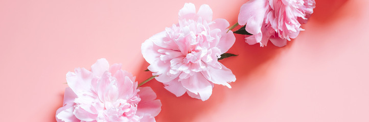 several peony flowers in full bloom pastel pink color isolated on pale pink background. flat lay, top view. banner