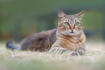 Naklejka na ściany i meble un chat assis dans un jardin sur l'herbe