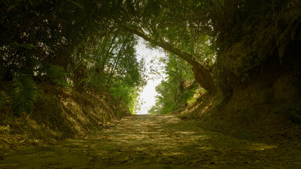 path in the woods