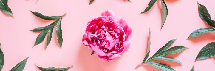 one peony flower in full bloom vibrant pink color and repeating pattern of leaves, isolated on pale...