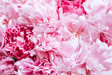 peony flowers in full bloom pastel and vibrant pink color as background and live wall