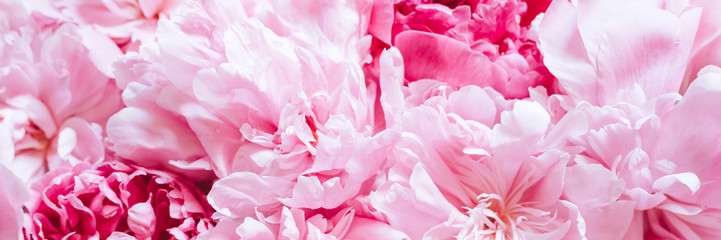 peony flowers in full bloom pastel and vibrant pink color as background and live wall. banner