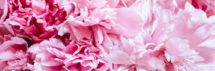 peony flowers in full bloom pastel and vibrant pink color as background and live wall. banner