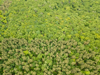 Green tops of mixed forest trees in late spring. Sunny clear day. Aerial drone top view.