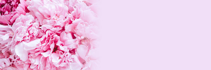 peony flowers in full bloom pastel and vibrant pink color as background and live wall. space for text. banner