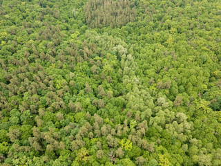 Green tops of mixed forest trees in late spring. Sunny clear day. Aerial drone top view.