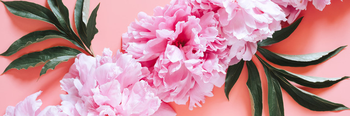 pattern of several peony flowers in full bloom pastel pink color and leaves isolated on pale pink background. flat lay, top view. banner