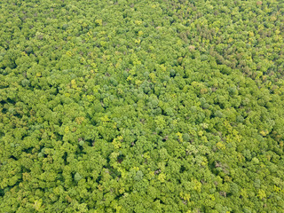 Green tops of mixed forest trees in late spring. Sunny clear day. Aerial drone top view.