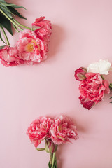 Peony tulip flowers on pink background. Flat lay