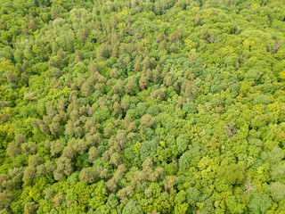 Green tops of mixed forest trees in late spring. Sunny clear day. Aerial drone top view.