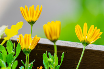 Yellow Flowers