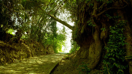light in the forest