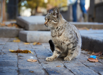Naklejka premium Stray cat in the street of old town Tbilisi, Georgia on Autumn day in November 2018.