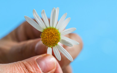 A woman's hand plucks the petals of a camomile , daisies . Romantic image in a minimalist style. The concept of fortune-telling on a Daisy flower "like-dislike".