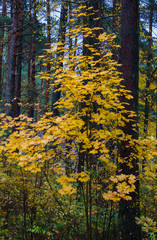 Yellow leaves on the trees in the forest. Autumn landscape.