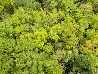 Naklejka premium Green tops of mixed forest trees in late spring. Sunny clear day. Aerial drone top view.