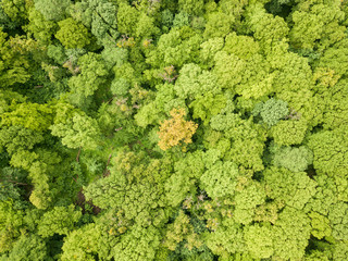 Green tops of mixed forest trees in late spring. Sunny clear day. Aerial drone top view.