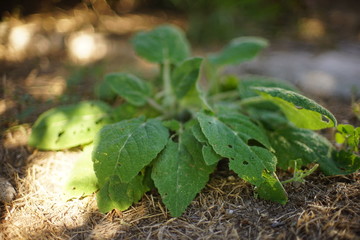 Fresh burdock plant growing in a summer garden