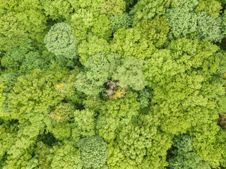 Obraz premium Green tops of mixed forest trees in late spring. Sunny clear day. Aerial drone top view.