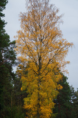 Tree branch with yellow leaves. Autumn landscape.