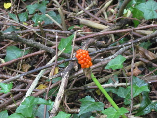 orange wild strawberry