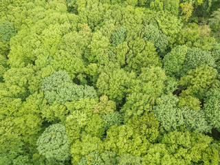 Green tops of mixed forest trees in late spring. Sunny clear day. Aerial drone top view.