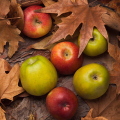 Colorful ripe apples into yellow leaves, healthy organic food for diet