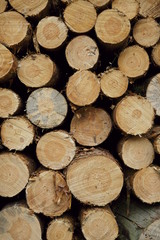 Stack of wood in Szczawinski Forest.