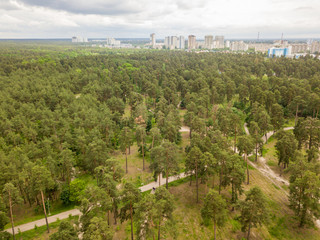 Aerial drone view. Trees in the park.
