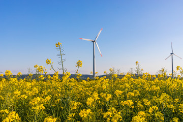 Windrad mit Raps im Vordergrund