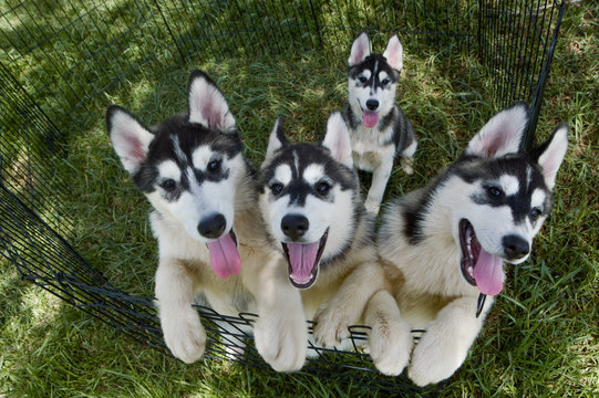 Cuatro cachorros de Husky Siberiano en el césped, apoyados en la valla.